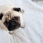 Best Dog Camera Treat Dispenser 2020 Review - Post Thumbnail